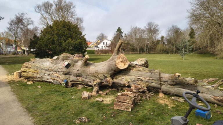 Stort træ i Kongevejsparken er fældet