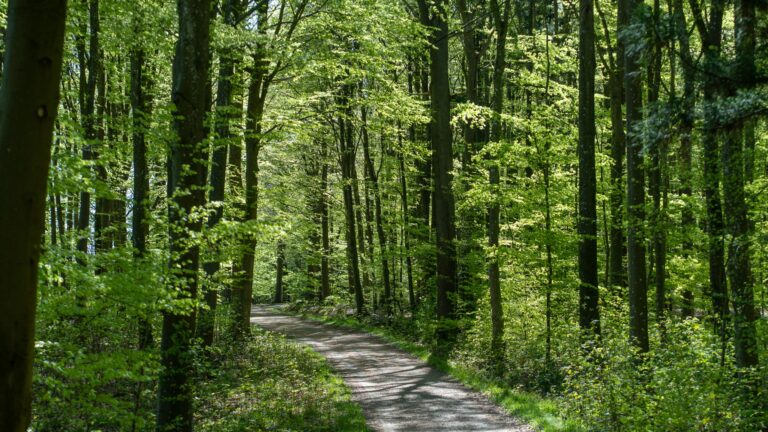 Nyt samarbejde med Klimaskovfonden skal sikre mere skov