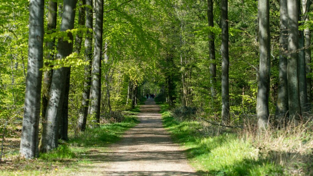 Kommunen vil arbejde sammen med Klimaskovfonden