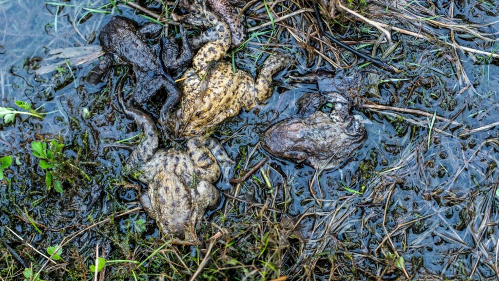 Masser af tudser er gået til grunde