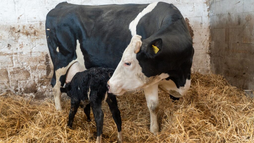 Økodag på Stensigmose: Glade køer, nyfødt kalv og højt humør