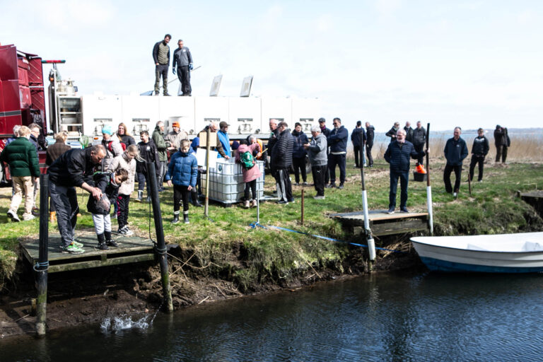 Børn hjalp til med at få sat 10.000 havørreder i vandet