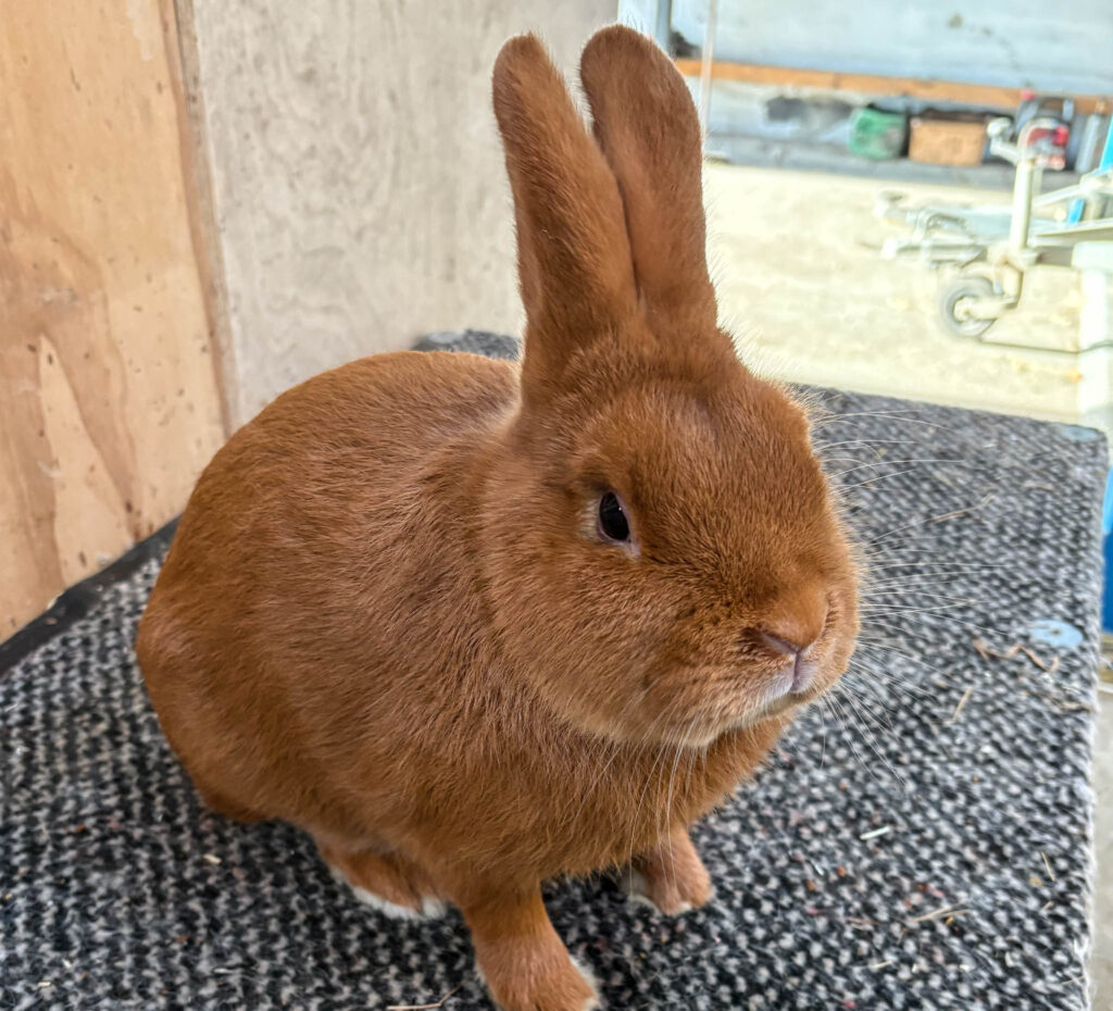 Kaninavlerne vil gøre deres hobby mere kendt