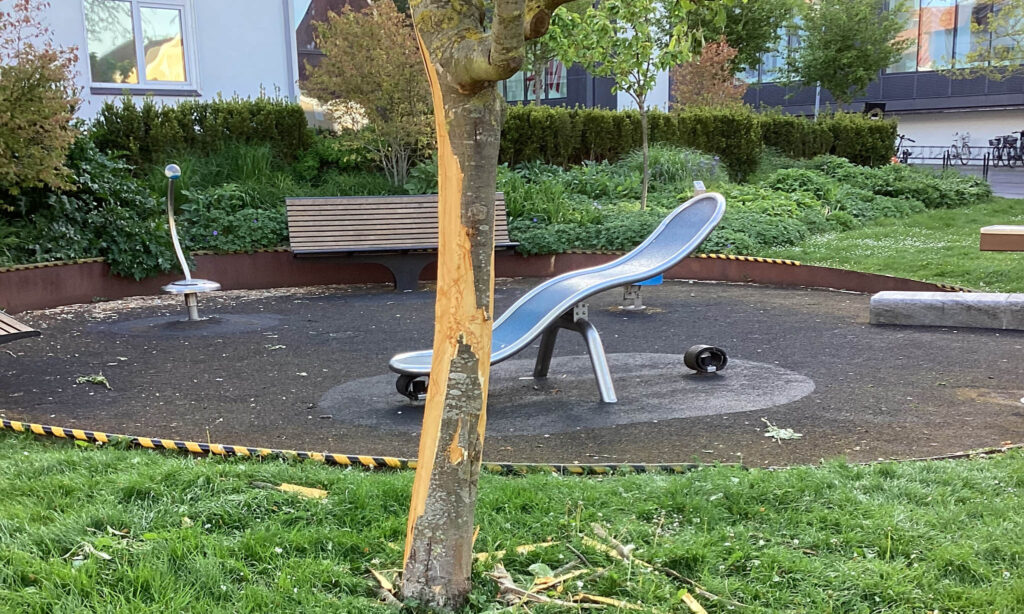 Æbletræ i Apotekerhaven er ødelagt