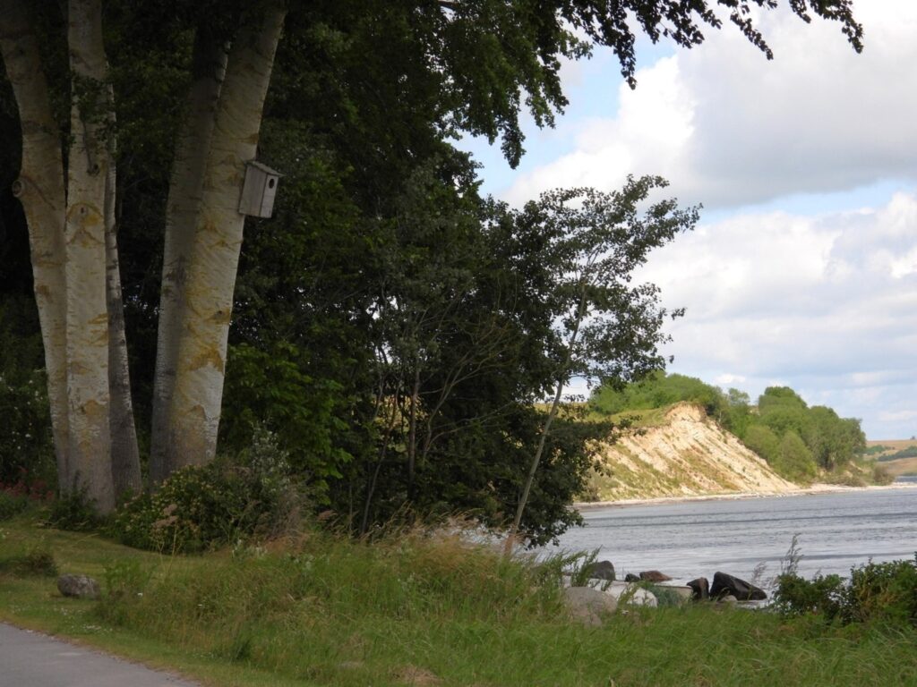 Stor Skallesluger – en fugl i bolignød