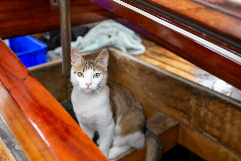 Katten blev sat af