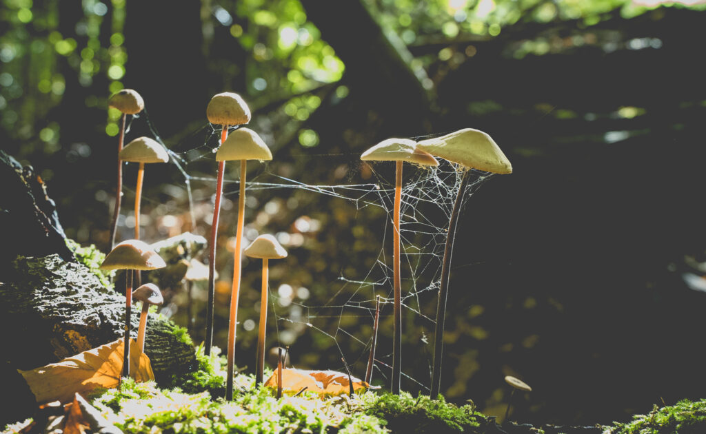 Debat: SF går ind for grøn omstilling af hele samfundet