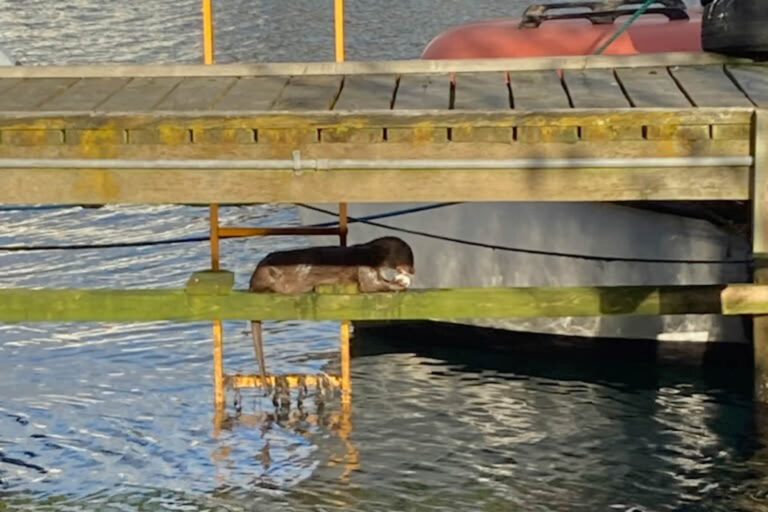 Læserindlæg: Der er en odder i Sønderborg