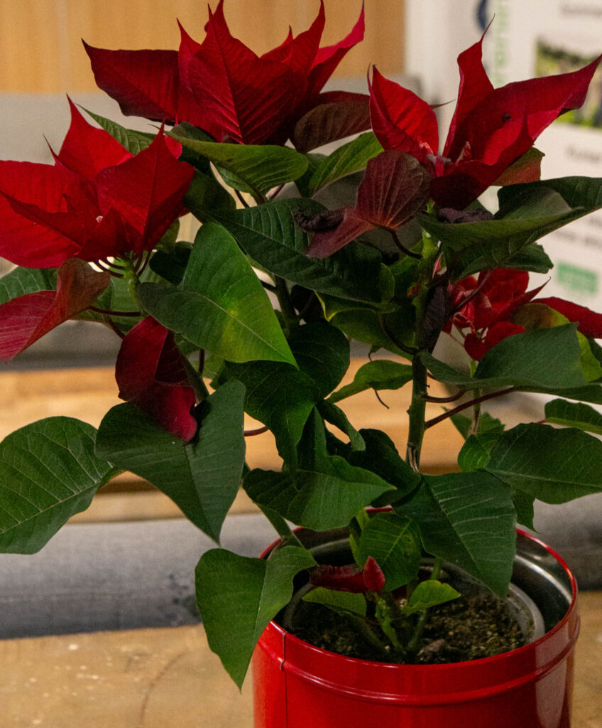 Demenscafeen i Palmosehuset åbner på tirsdag