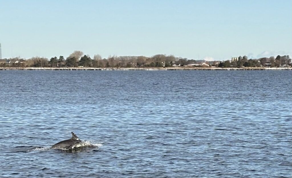 Dykkere blev fulgt af legesyge delfiner