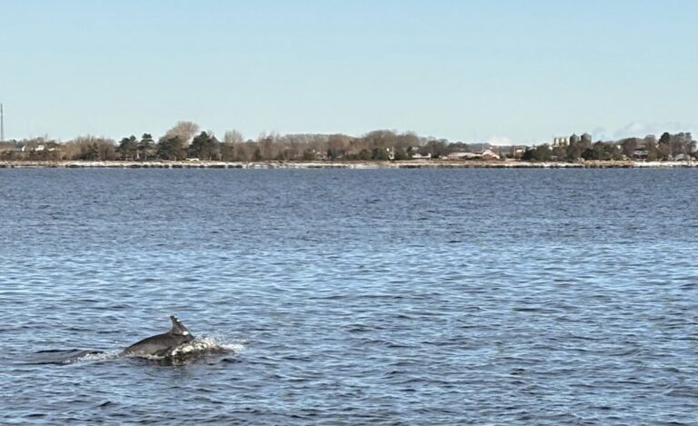 Dykkere blev fulgt af legesyge delfiner