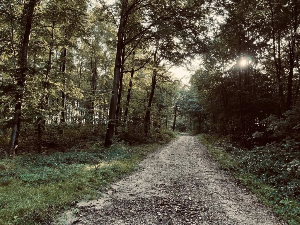 Gråspurvene: Er du frisk på en tur til Rumohrsgård Dyrehave?