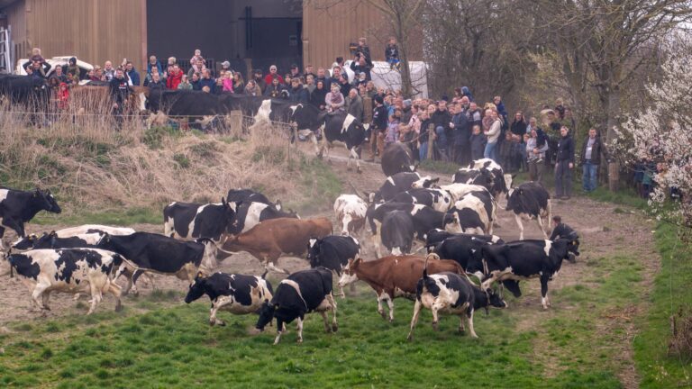 Kom og se køerne danse