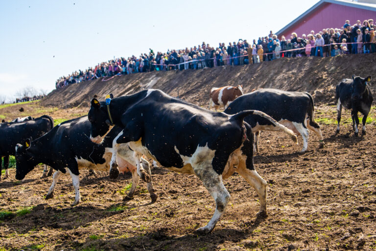 Køerne på Stensigmose dansede ud i forårssolen