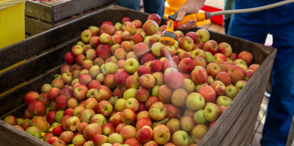Nu ventes der bare på Æblefestivalen skal i gang