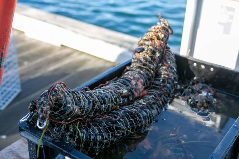 Der bliver sat fiskebørnehaver i vandet til Gråsten Æblefestival